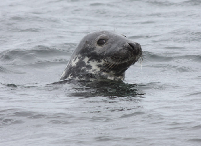 Grey Seal