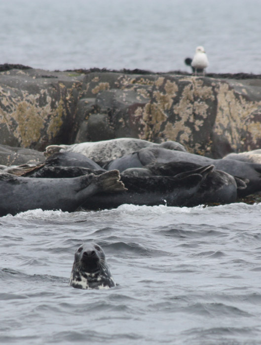 Grey Seals