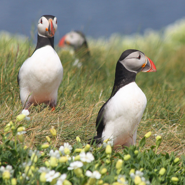 Atlantic Puffins