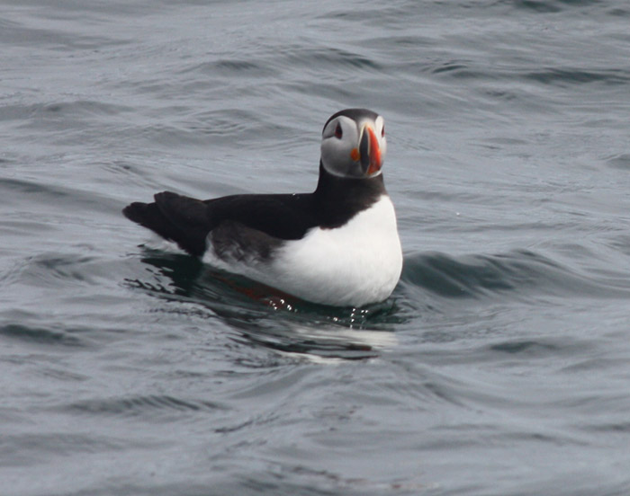 Atlantic Puffin