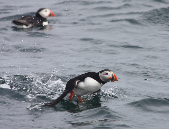 Atlantic Puffins