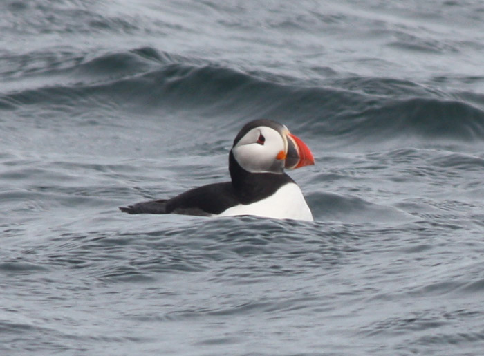 Atlantic Puffin