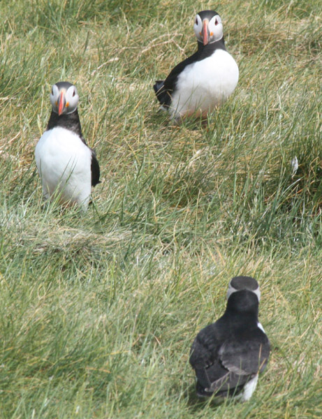 Atlantic Puffins