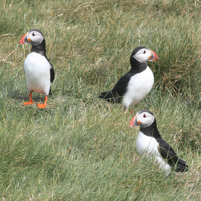 Atlantic Puffins