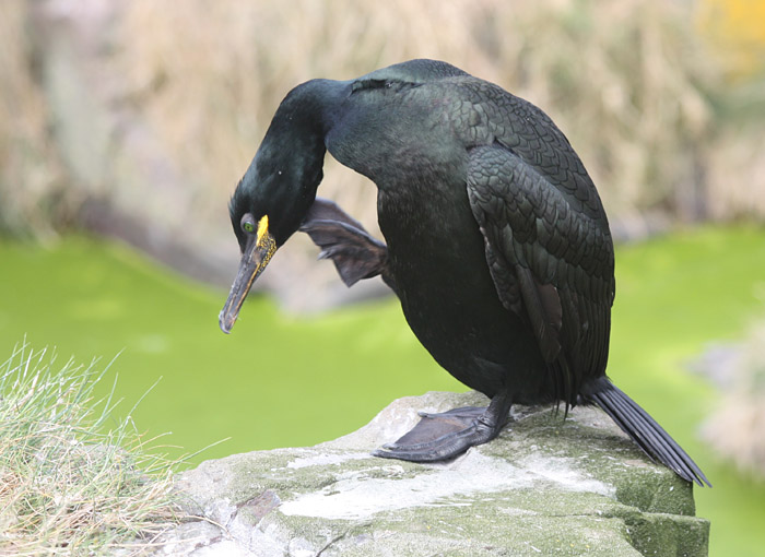 Shag