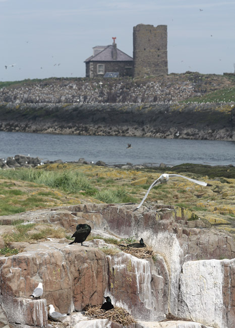 Inner Farne from Staple Island
