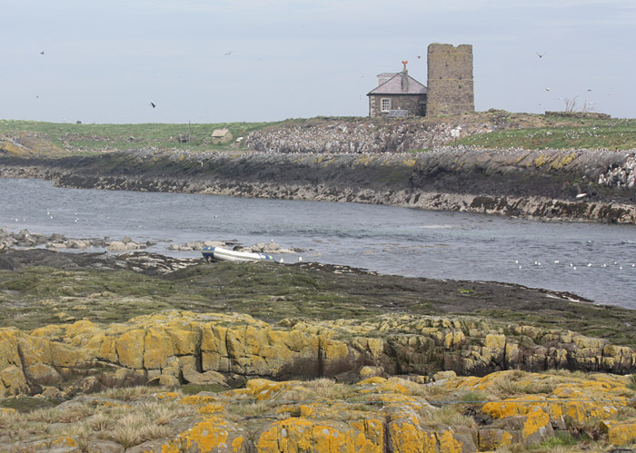 Inner Farne from Staple Island