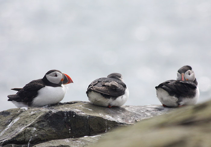 Atlantic Puffins
