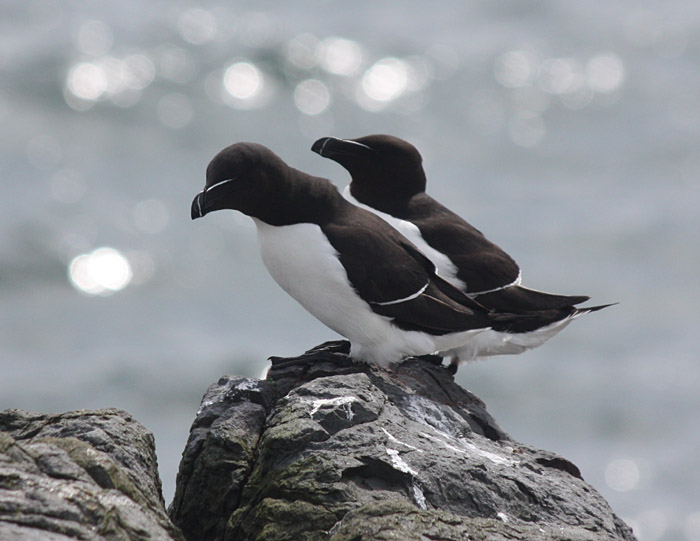 Razorbills