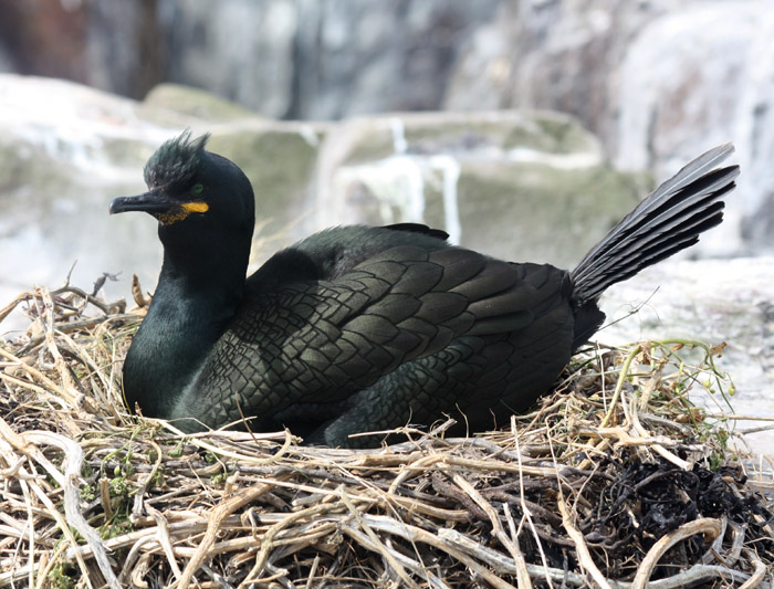 Shag