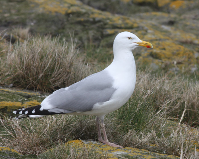 Herring Gull