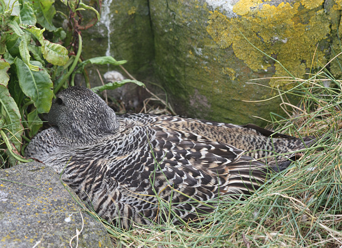 Eider Ducks