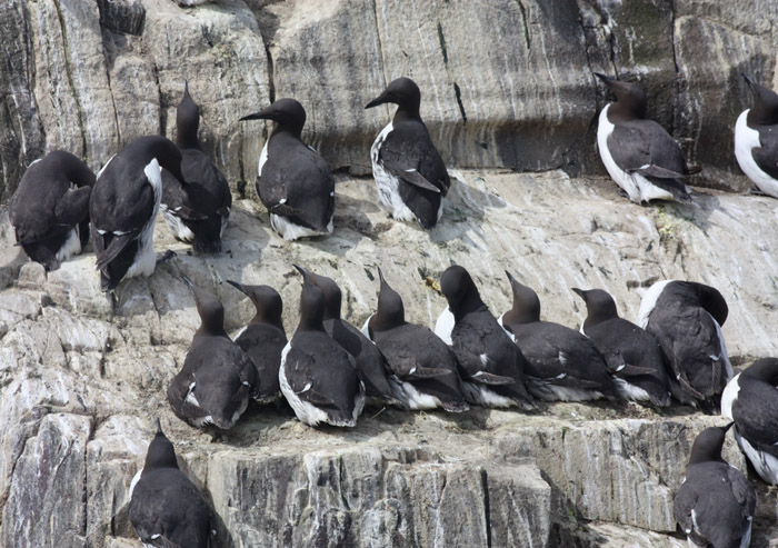 Guillemot