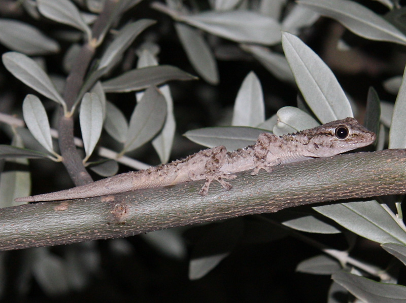 Lizard, Le Vecchie Mura, San Gimignano