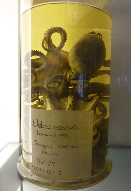 Octopus - Spirit House, Darwin Centre, Natural History Museum