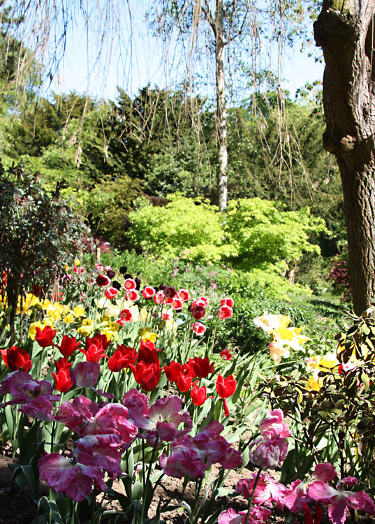 Constable Burton Tulip Festival
