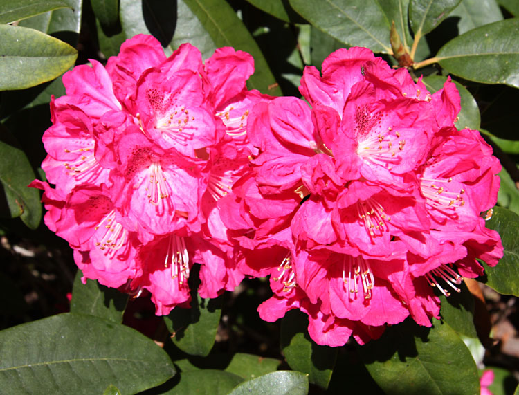 Constable Burton Rhododendron