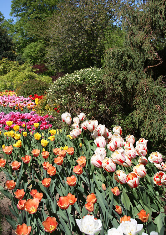 Constable Burton Tulip Festival