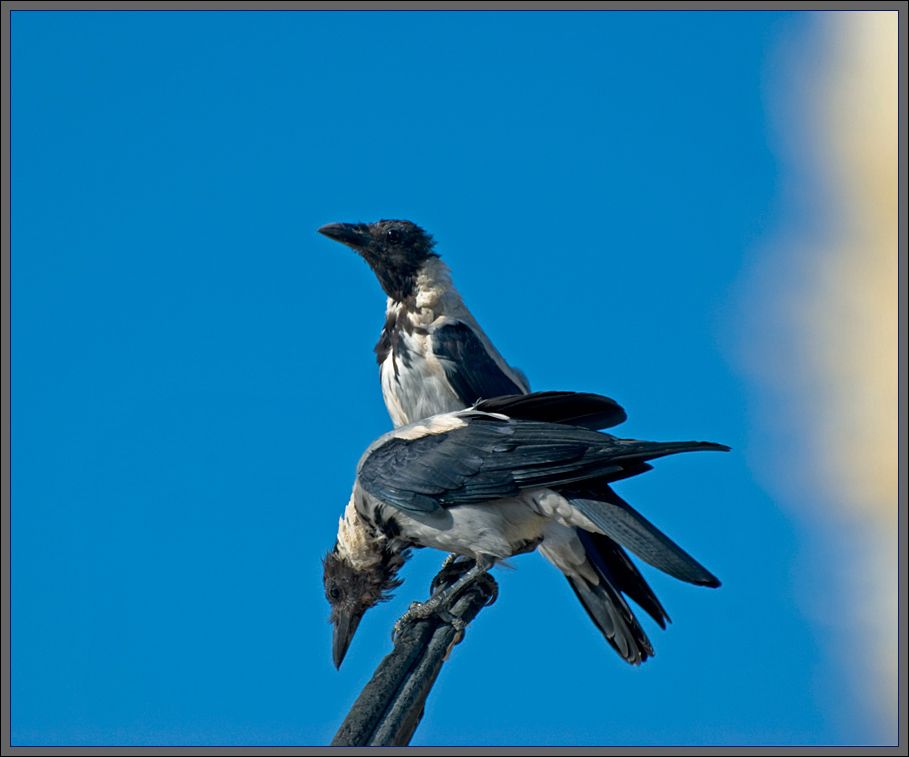 Double crow