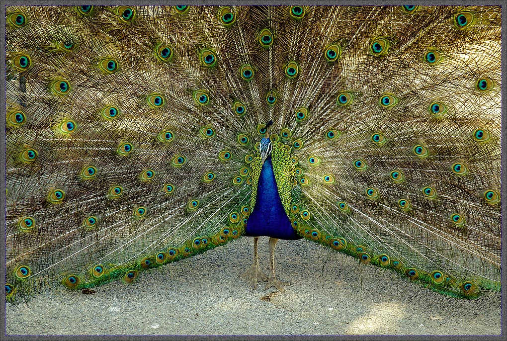 His majesty