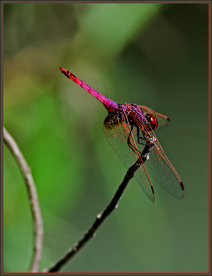 Dragonfly