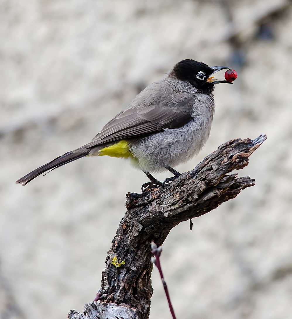 Red beak