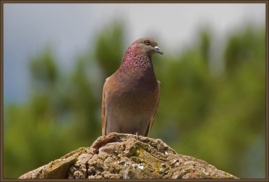 Little dove