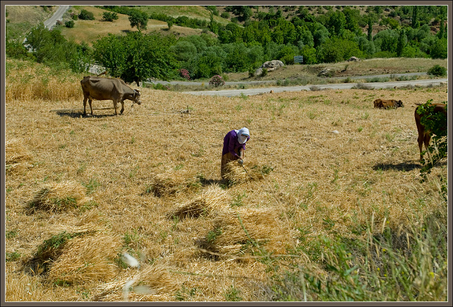 Toiling the earth