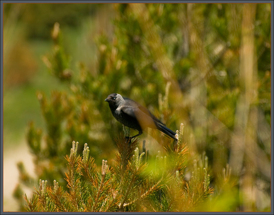 Jackdaw
