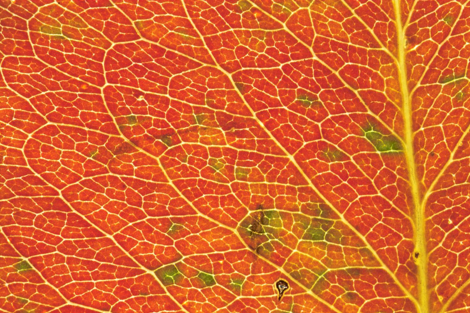leaf macro 3