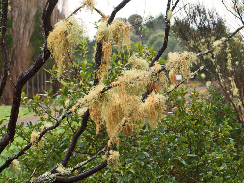 Fuzz on the tree
