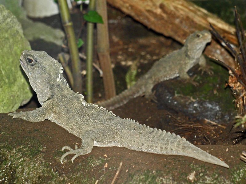 Tuatara