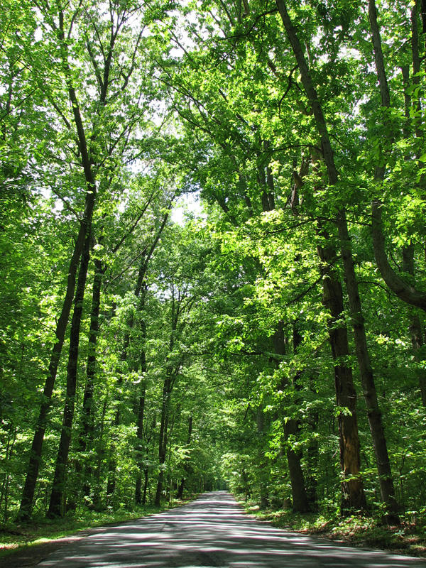 Trees on Peach Tree road