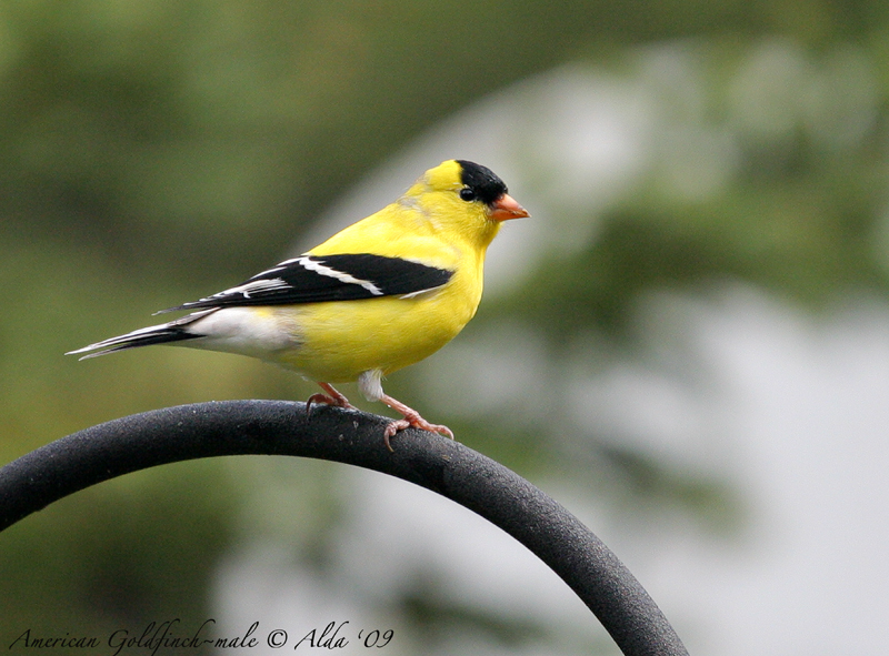Goldfinch-male