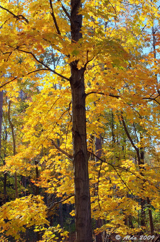 Autumn Woods 2009 3