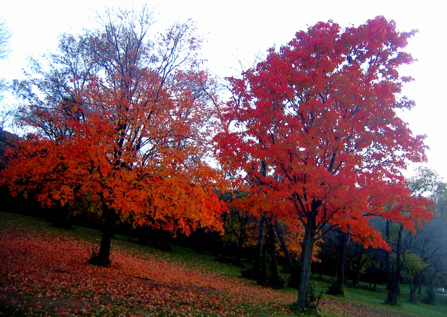 maple lake THRIVES with brilliant spirits osong...