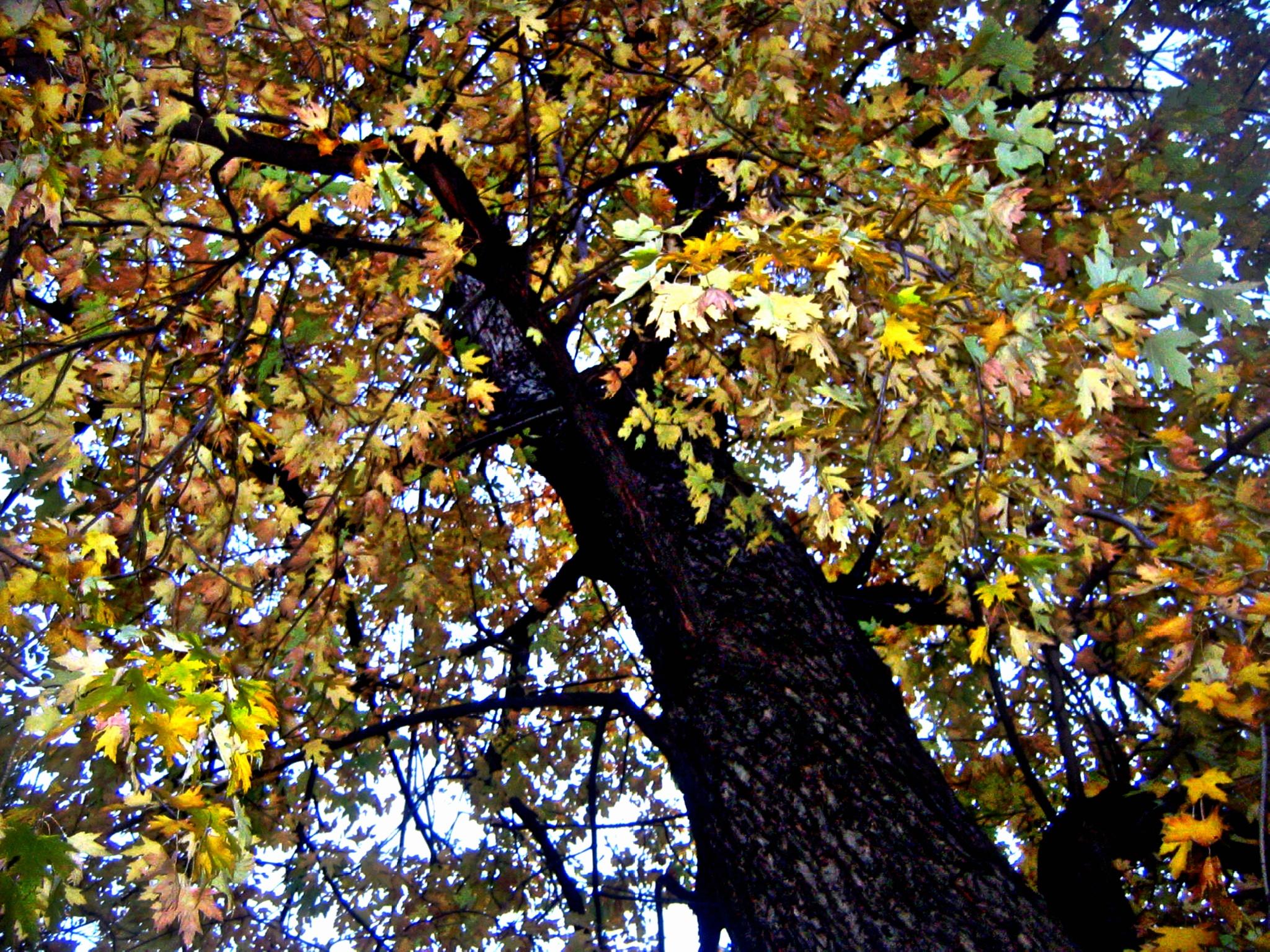 autumn magic IS infinite & FREEE :):):)