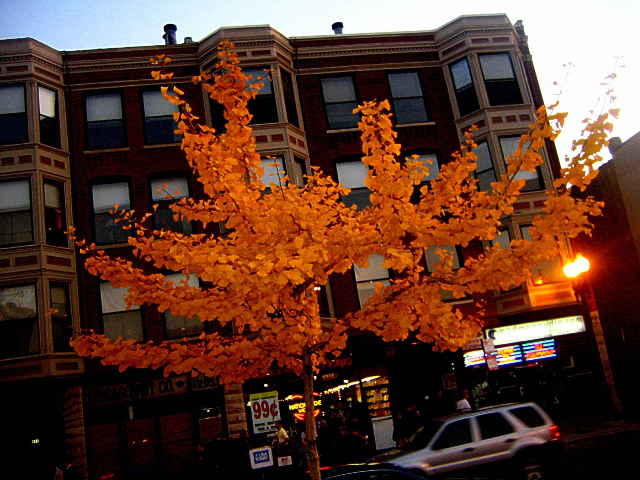 urban cowTREEE oblazing tumblewEEEd holds the KEEE... :):):)