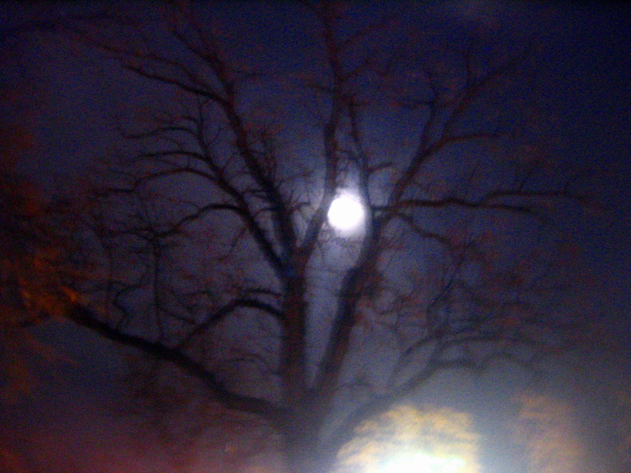 FULLLy howlin with treee~~~mendous taurus :):):)