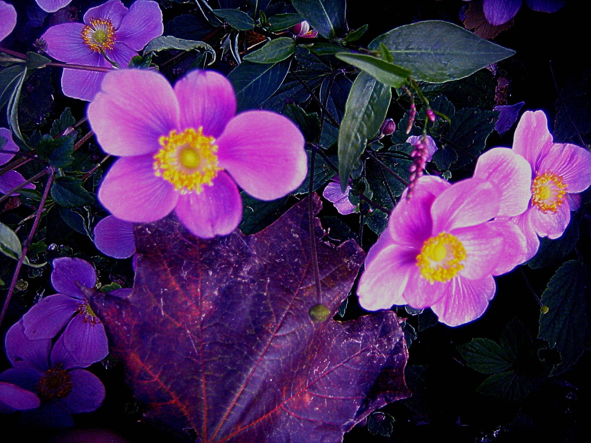 mutliple seasons dance as ONE innn nurturing november :):):)