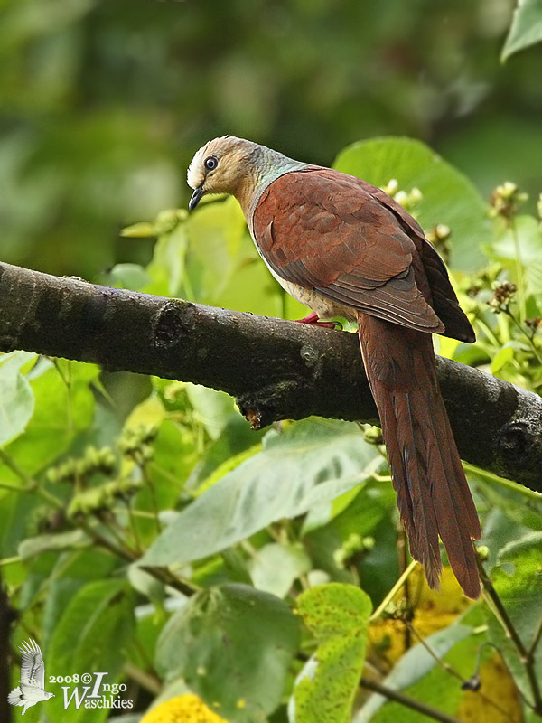 Male Sultans Cuckoo-Dove (ssp. <em>albicapilla</em>)