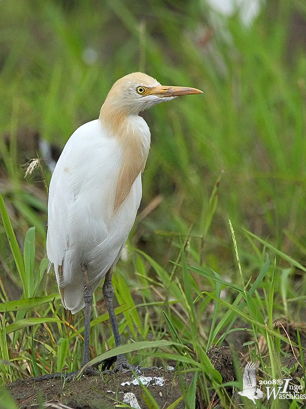 Eastern Cattle Egret