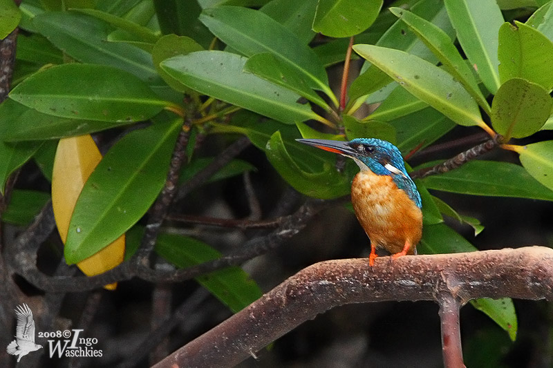 Female Common Kingfisher (subspecies hispidoides)