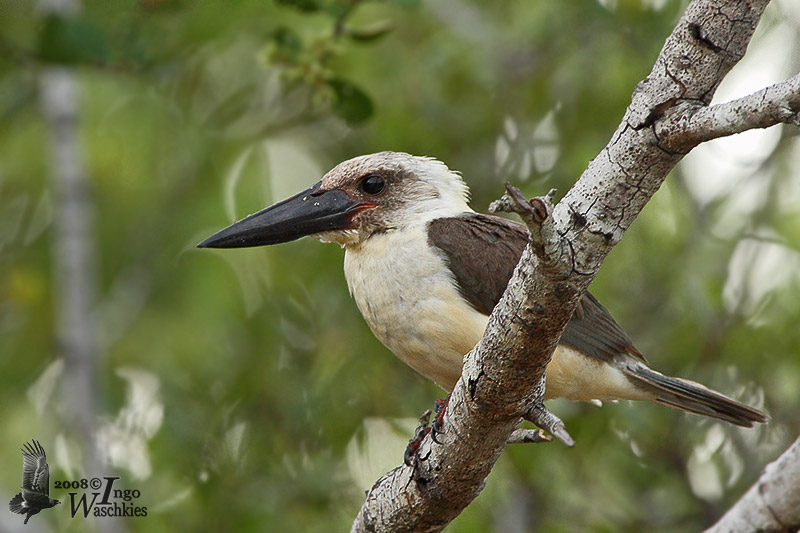 Great-billed Kingfisher