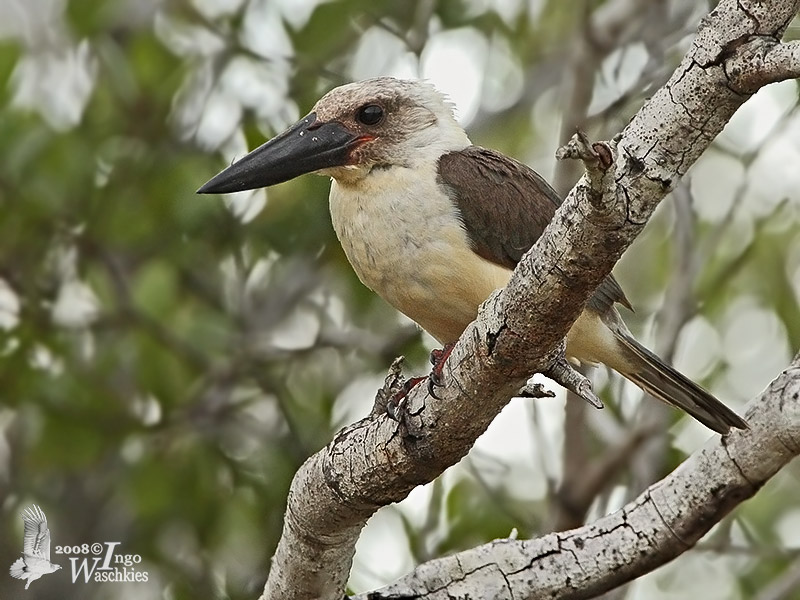 Great-billed Kingfisher