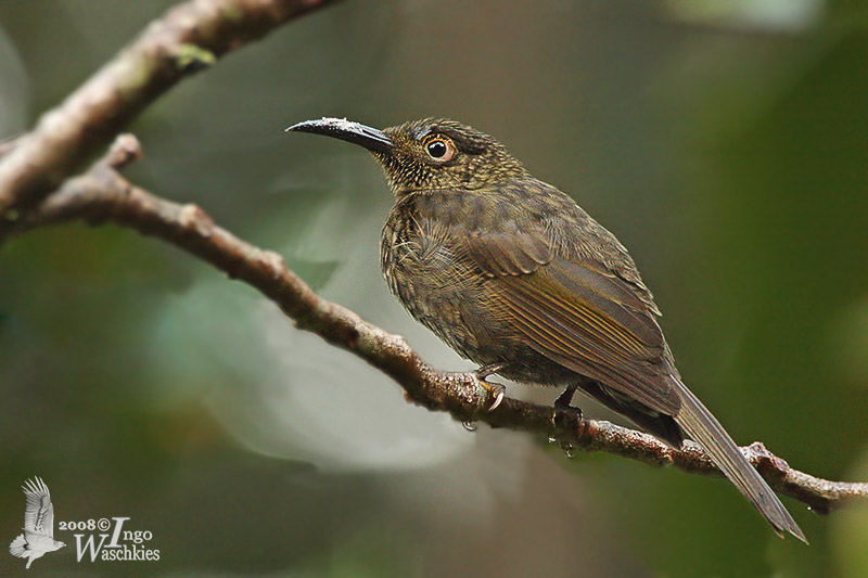 Meliphagidae