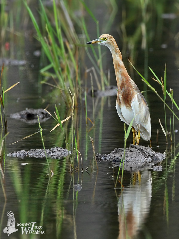 Javan Pond Heron (ssp. <em>speciosa</em>)