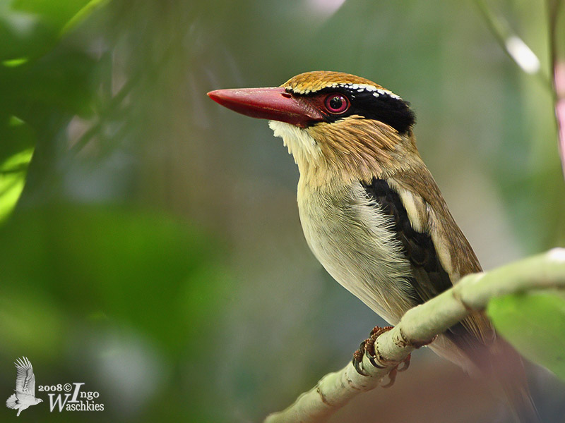 Female Lilac Kingfisher