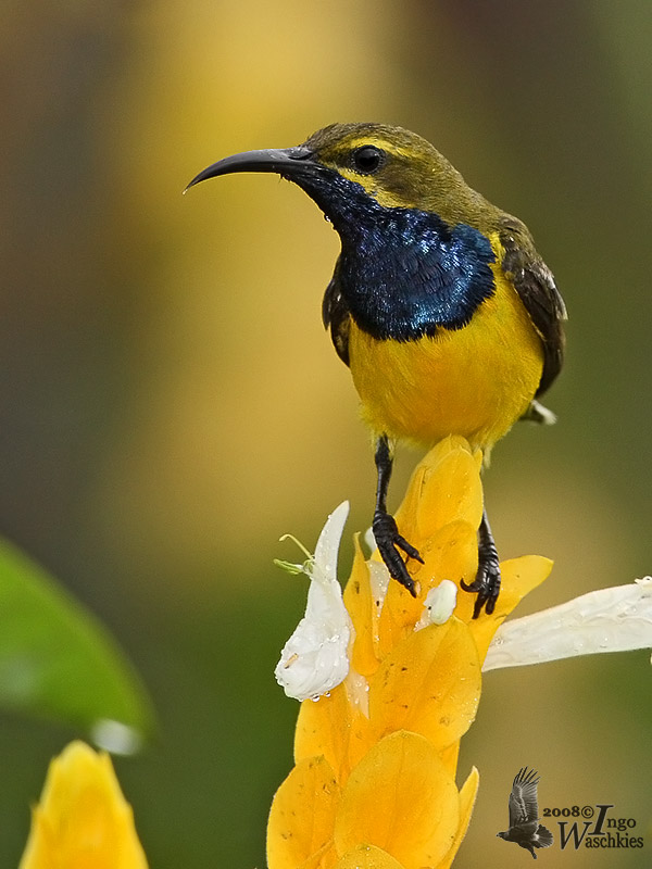 Male Olive-backed Sunbird (ssp. plateni)