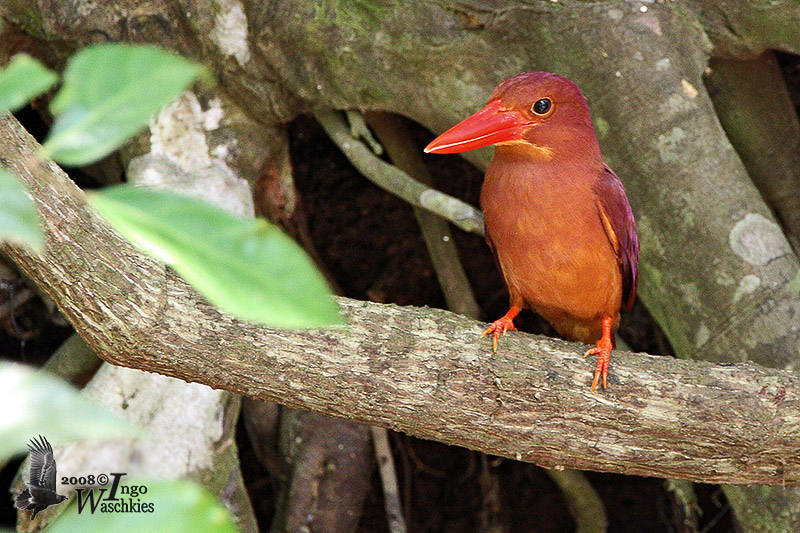 Ruddy Kingfisher (ssp. rufa)